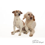 Pascale-POUJOLS-studio-photo-linstant-p-photographie-animaliere-Cantal-Chien-chat-lapin.jpg