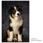 Pascale-POUJOLS-studio-photo-linstant-p-photographie-animaliere-Cantal-Chien-chat-lapin2.jpg